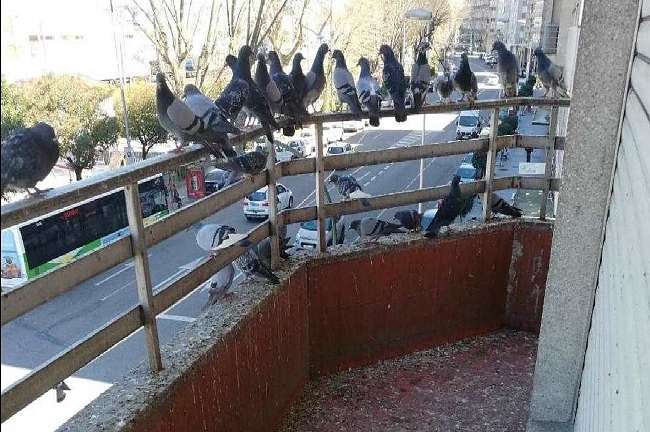 limpieza de excrementos de palomas en madrid