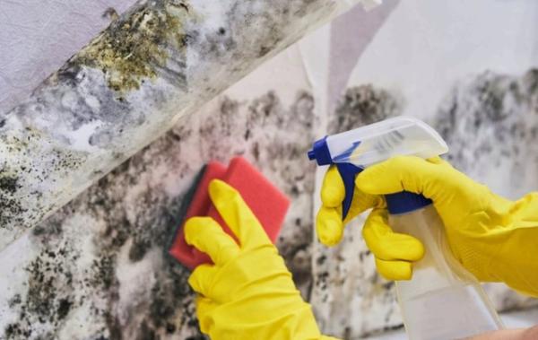 empresa limpieza moho en madrid