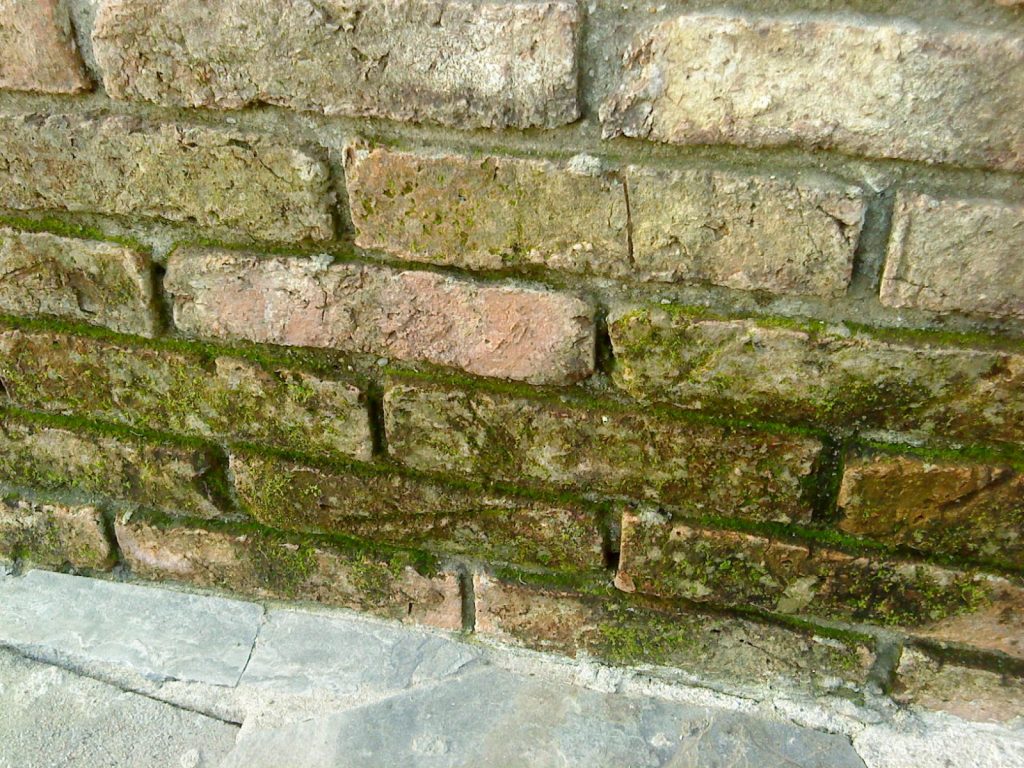 Empresa limpieza de musgo y verdin de paredes en Madrid