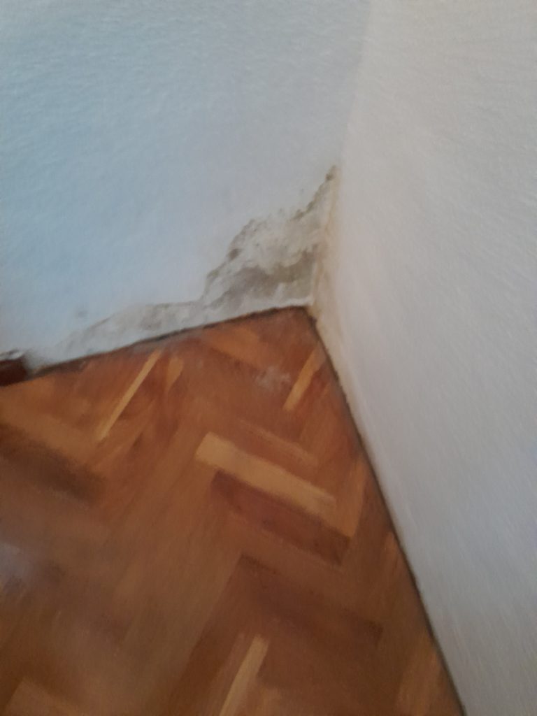 profesionales eliminacion y limpieza de moho